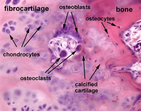 Endochondral Bone Formation Histology