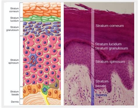 Layers Of Skin Stratum