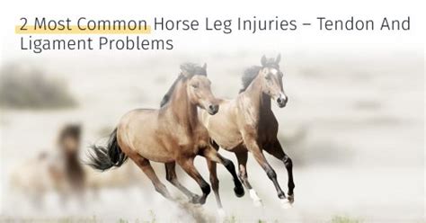 Horse Tendon And Ligament Injuries And 7 Ways To Treat Them