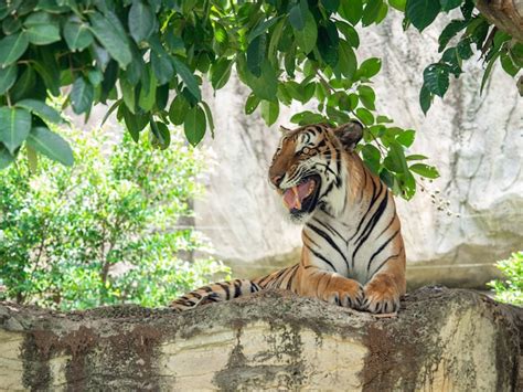 Premium Photo Tigers Are Large Carnivores