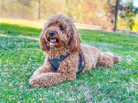 Cavapoo Breed Guide An In Depth View