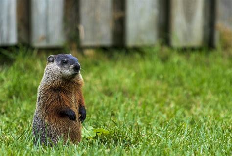 How To Get Rid Of A Groundhog In The Garden Dengarden