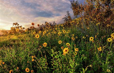 Sunset Wildflowers Photograph By Endre Balogh Fine Art America