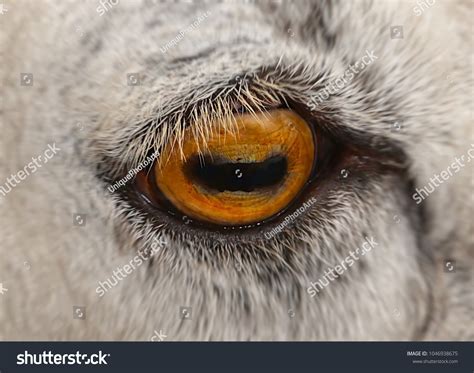 Closeup Sheep Eye Stock Photo 1046938675 Shutterstock