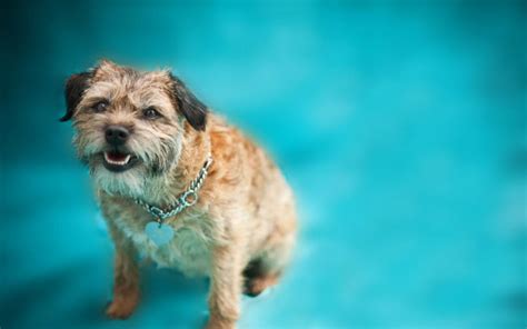 Please contact your local veterinary emergency hospital immediately. November is Adopt a Senior Pet Month - Alpine Animal Hospital