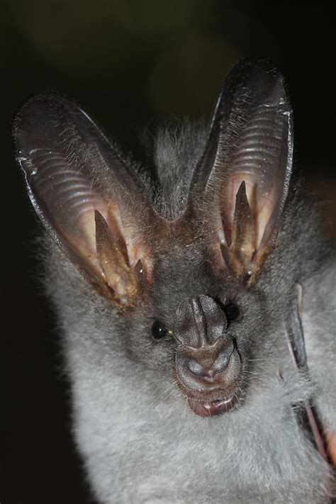 Greater False Vampire Bat Alchetron The Free Social Encyclopedia