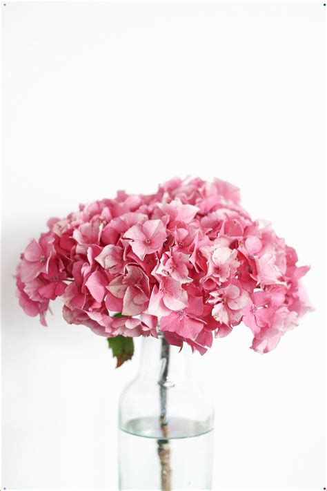 Hydrangeas With Images Very Beautiful Flowers