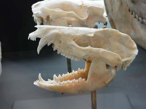Opossum Skull By Elfowl245 On Deviantart