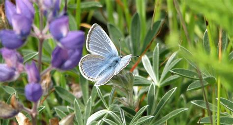 Five Lessons I Learned From The Mission Blue Butterfly Golden Gate