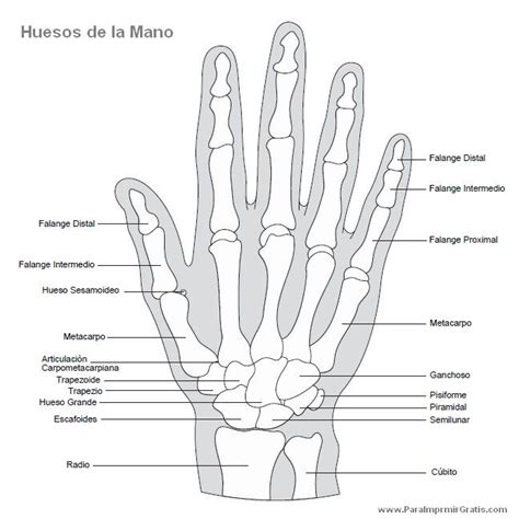 Huesos De La Mano Con Sus Nombres Med Pinterest Medicine