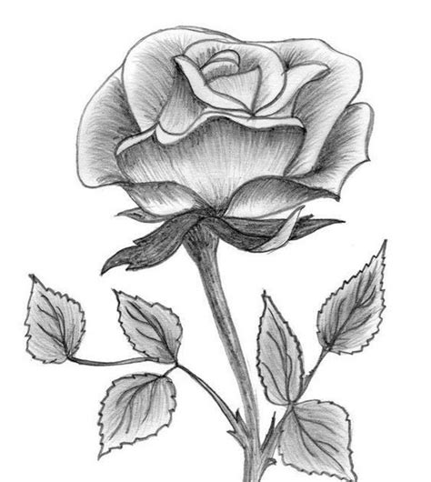 Sketsa Gambar Bunga Mawar