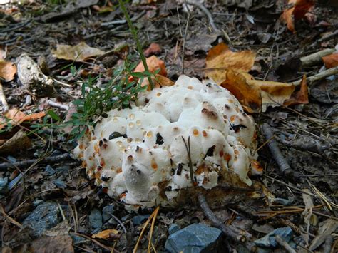 Mushroom Observer Species List Fungi From North Carolina 213