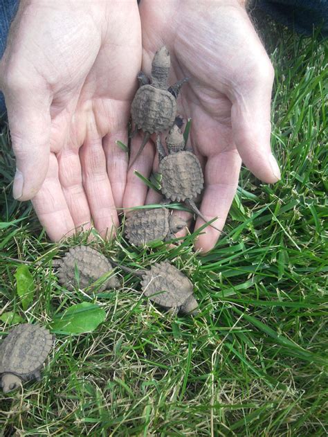 Baby Snapping Turtle Diet And Habitat Js Photography