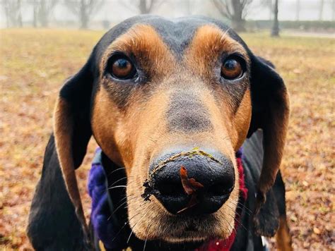 Black And Tan Coonhound Breed Information Guide Facts And Pictures Bark