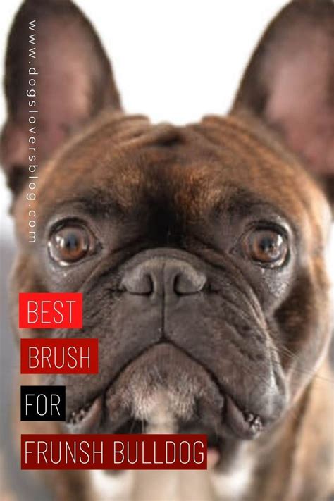 10 Best Brush For French Bulldogs Top Picks And A Buyers Guide 2022