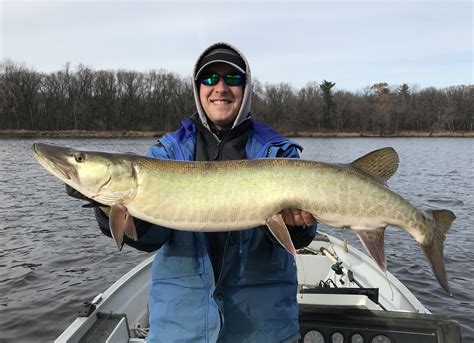 Big Muskie Caught On Wisconsin River In Stevens Point Wi On 1232017