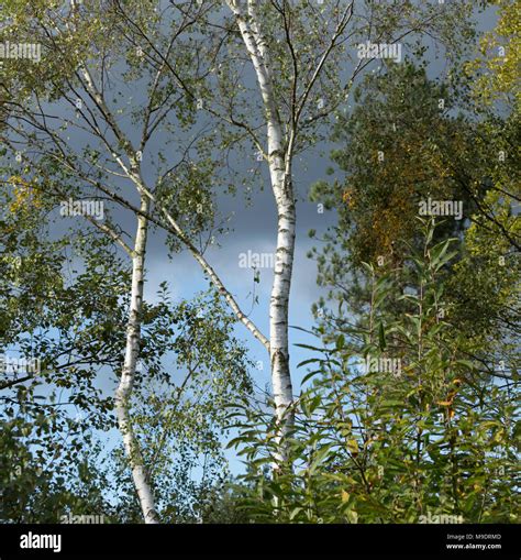 Silver Birches Hi Res Stock Photography And Images Alamy