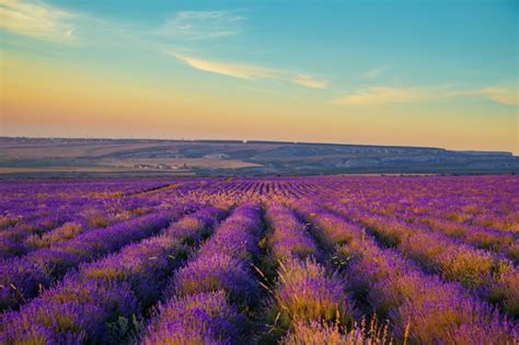 Premium Photo Lavender Field At Sunset Great Summer Landscape