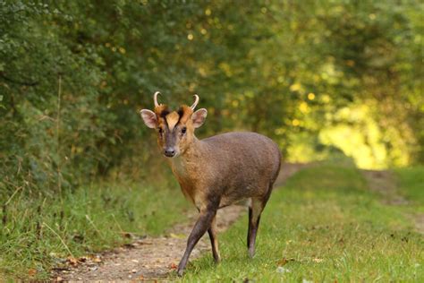 The muntjac deer was introduced into the uk from china in the 20th century. Muntjac Deer Facts, Information, Hd pictures and all details