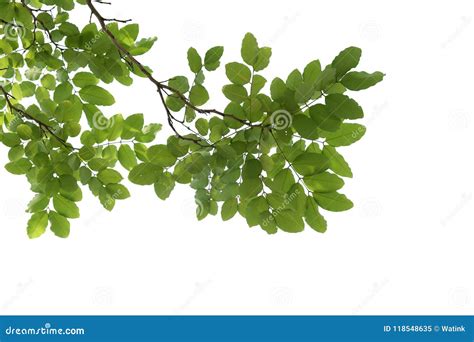 Green Tree Branch Closeup Isolated On White Stock Image Image Of