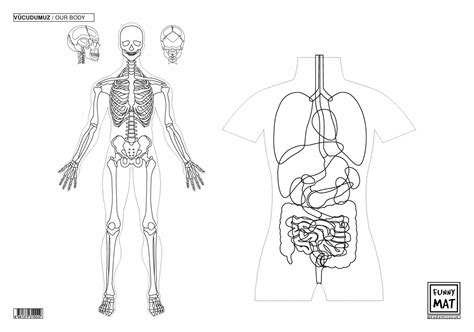 Corpul Uman Desen Plansa De Colorat Usor De Invatat Pentru Copii