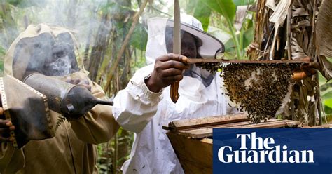 The Women Beekeepers Of Cameroon In Pictures World News The Guardian