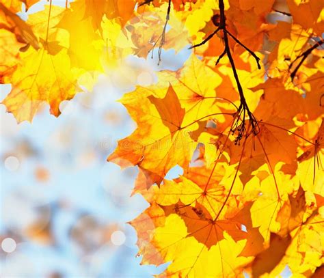 Autumn Leaves Maple Against The Blue Sky Stock Image Image Of Flying