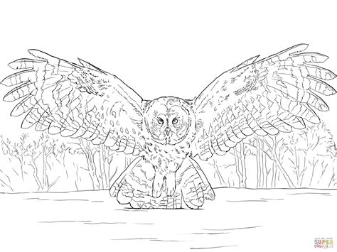 Realistic Owl Coloring Pages At Free Printable