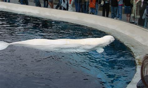 Vancouver Aquariums Last Beluga Whale Dies Dolphin Project
