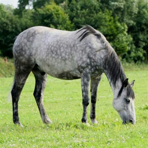 Dappled Grey Horse Grazing Dapple Grey Horses Grey Horse Appaloosa