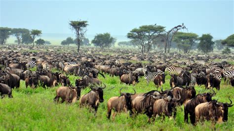 The Serengeti Plain Facts About National Park And Animals Live Science