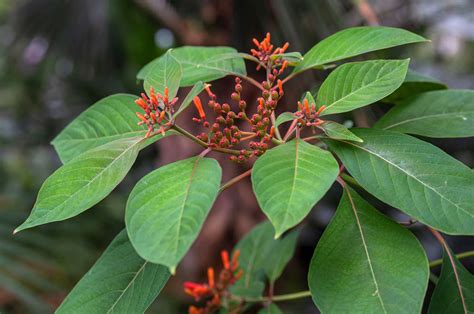 How To Grow And Care For Firebush