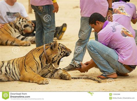 Yawning Indochinese Tiger Stock Photography 34895186