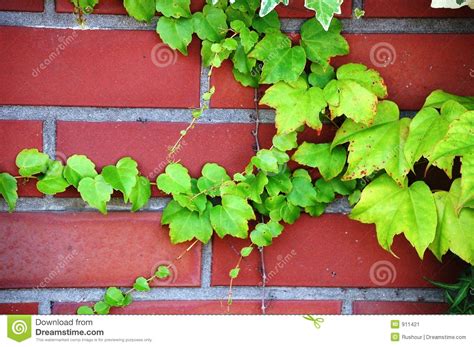 Climbing Plant Over Red Brick Wall Stock Image Image Of Garden