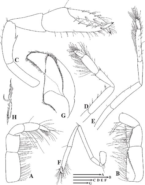 Lipkecallianassa Abyssa Sp Nov A F Pmbc 15391 Holotype Male