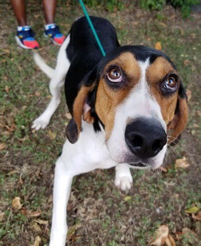 Cadillac Adopted Treeing Walker Coonhound Mixed Tricolor Tan