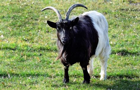 Billy Goat Images · Pixabay · Download Free Pictures