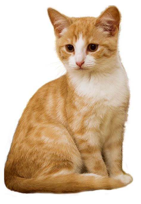 Cat Kitten Sit · Free Photo On Pixabay