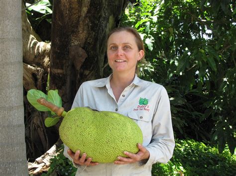 It broke beni meier's record of 2,323.7 lb (1,054.0 kg) in 2016. Daleys Fruit Tree Blog: Jackfruit the biggest Fruit grown ...