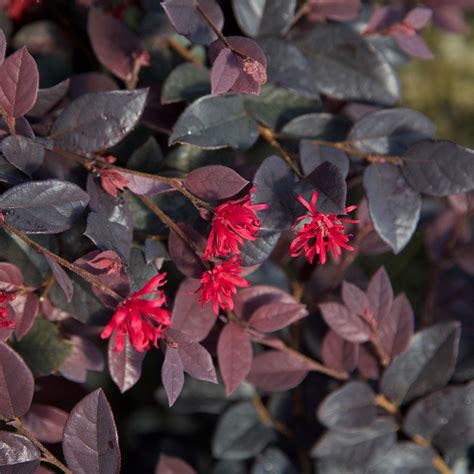 Bulk buying discounts on hedging plants available. Southern Living Plant Collection 3 Gal. Red Diamond ...