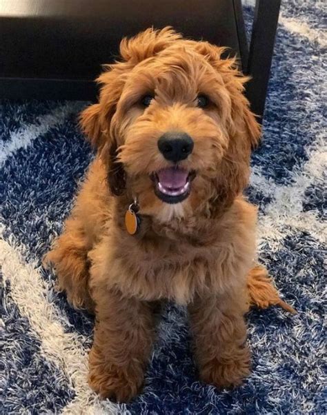 50 Best Cockapoo Haircuts Cockapoo Haircuts Styles 2023 Guide