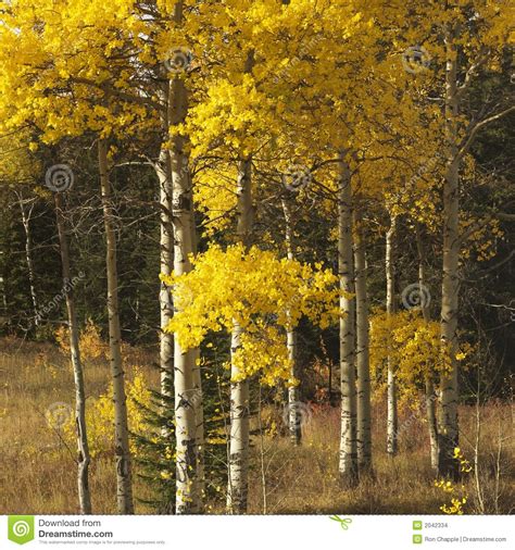 Aspen Trees In Fall Color In Wyoming Stock Photo Image