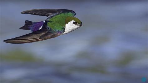 How To Capture Sharp Photos Of Birds In Flight Fstoppers