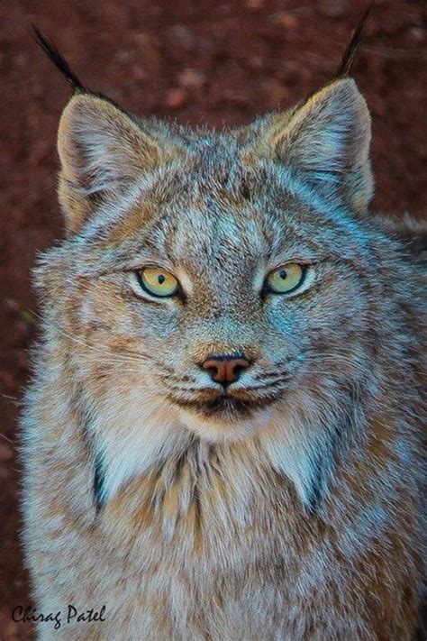 Arizona Wild Cat American West Lynx Amazing Nature Wild Cats