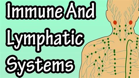 Immune System Function Lymphatic System Function Lymphatic System