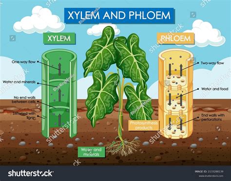 Diagram Showing Xylem Phloem Plant Illustration Vetor Stock Livre De