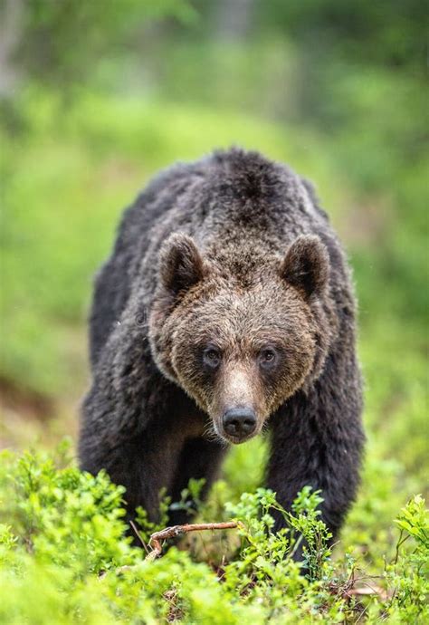 Brown Bear Walking In The Summer Forest Front View Stock Photo Image