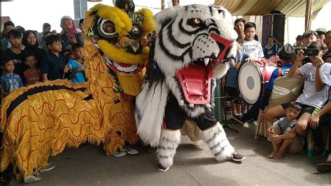 Dapat Mangsa ‼️ Barongan Macan Macanan New Pandawa Ngamuk Main Bareng