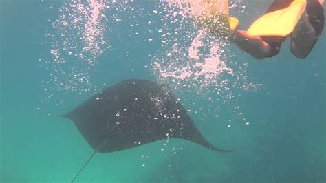 Snorkeling With A Manta Ray 2 Youtube