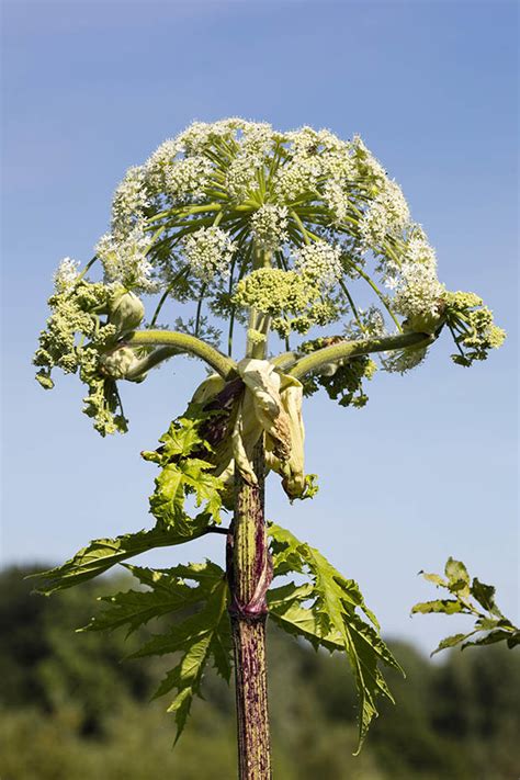 Giant Hogweed What Is It How To Spot Uks Most Toxic Plant What To